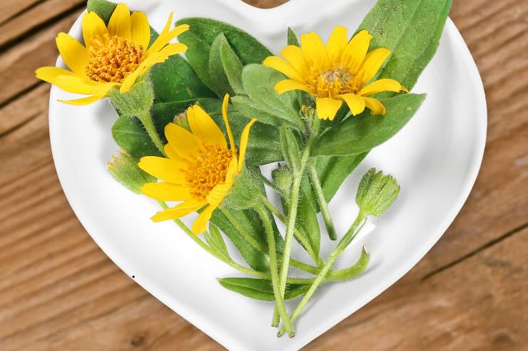 fiori di arnica