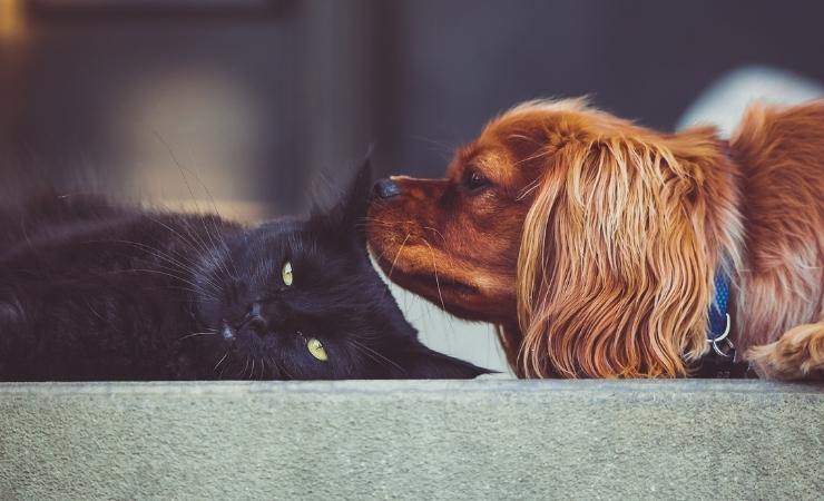 Gatto e cane