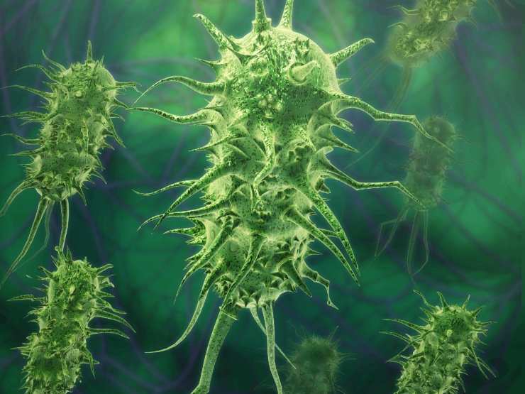 virus verdi