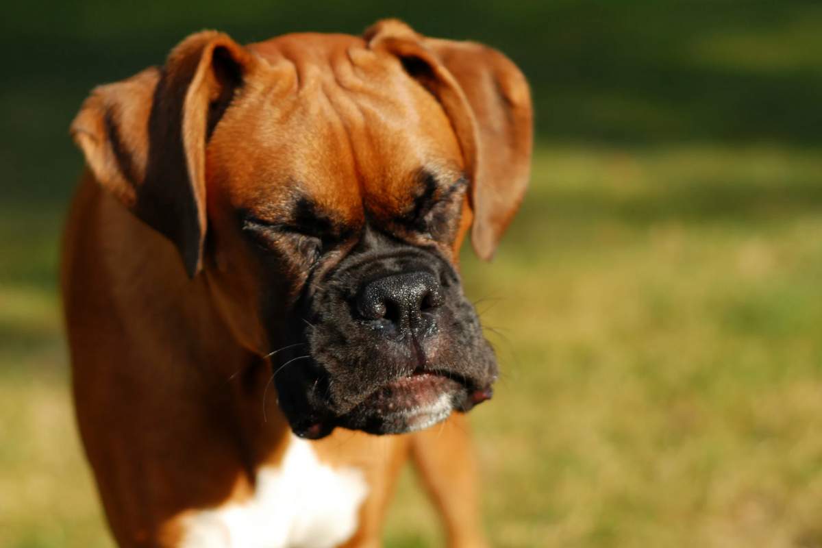 Cane che starnutisce al parco