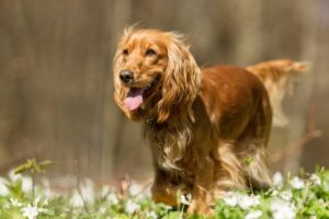 Cane al parco con la lingua a penzoloni