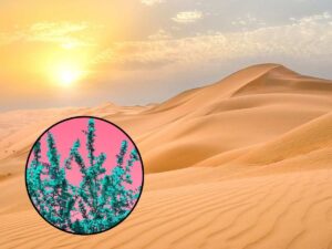 sfondo deserto arido e tondo con vegetazione magenta