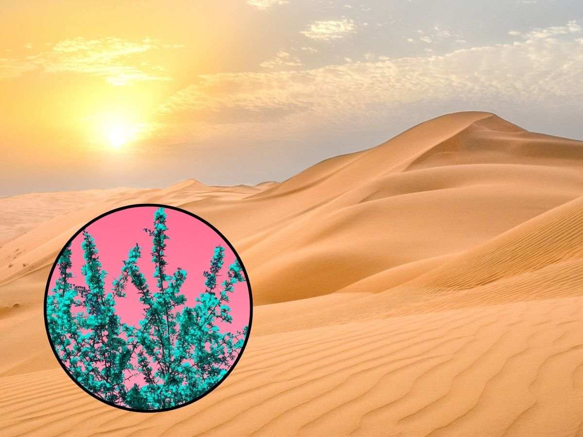 sfondo deserto arido e tondo con vegetazione magenta