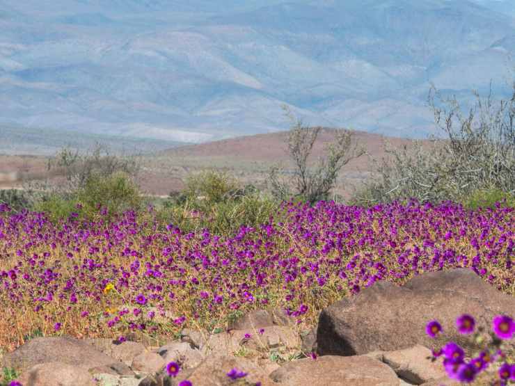 Deserto di Atacama