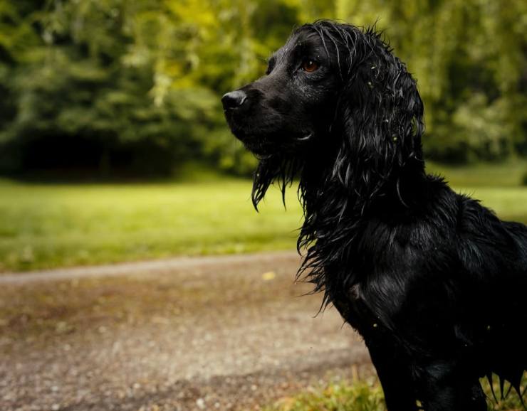 Orla, la cocker spaniel di Kate