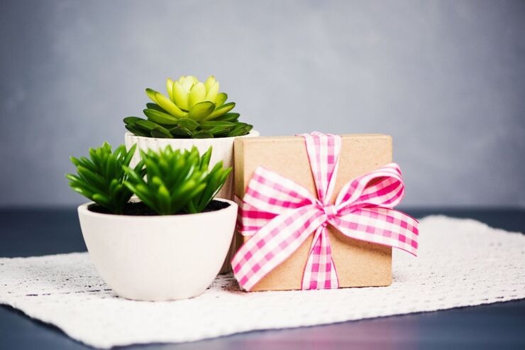 Piante e pacco regalo poggiati su tavolo