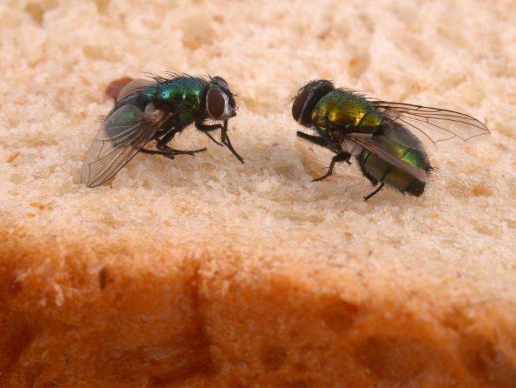 mosche sul pane