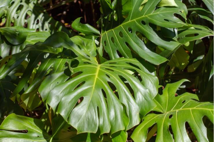 Foglie di Monstera Deliciosa