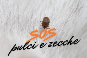 Zecca e scritta 'Sos pulci e zecche'