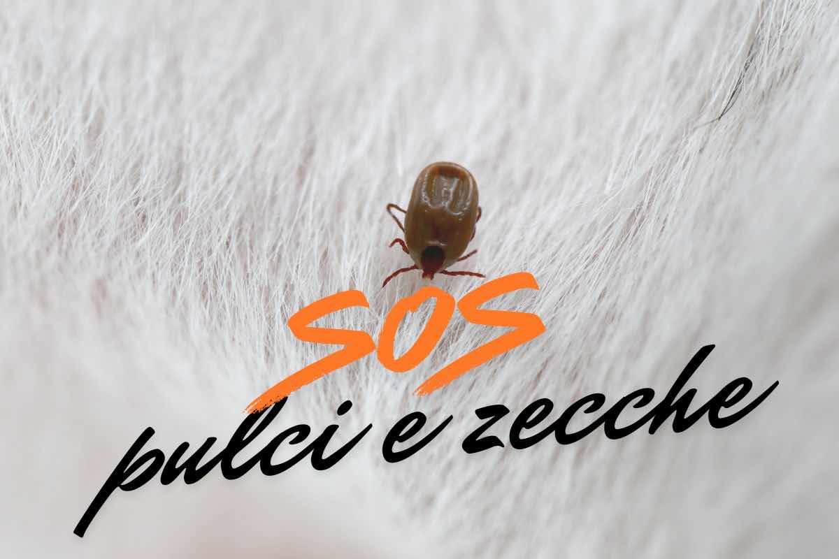 Pulci e zecche sul tuo animale? I consigli utili per evitarle durante la stagione estiva