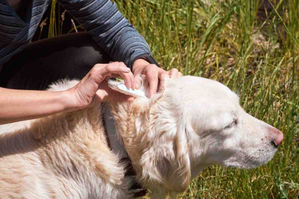 Cane che viene controllato