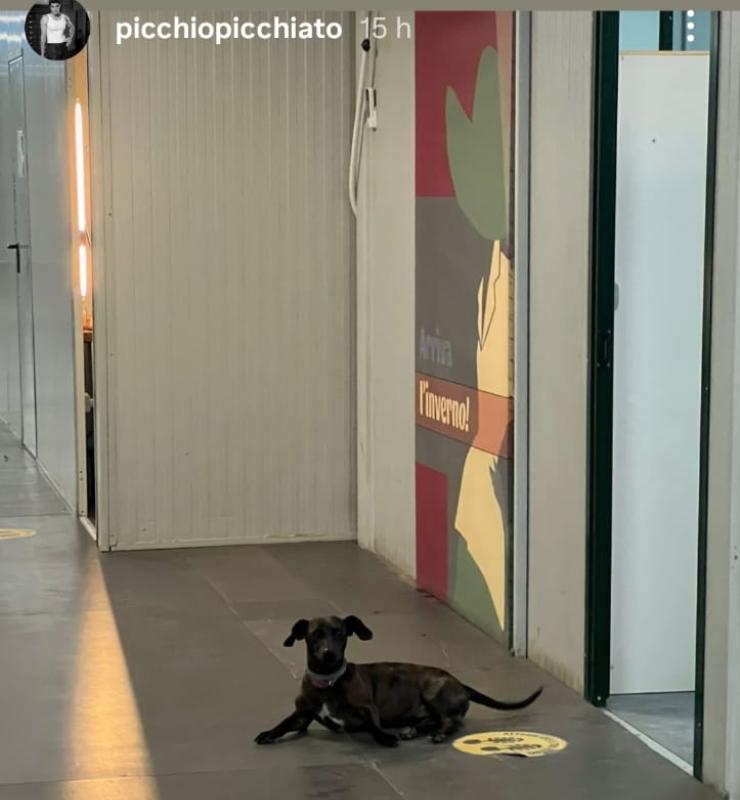 storia Istangram di Pietro masotti con cagnolino
