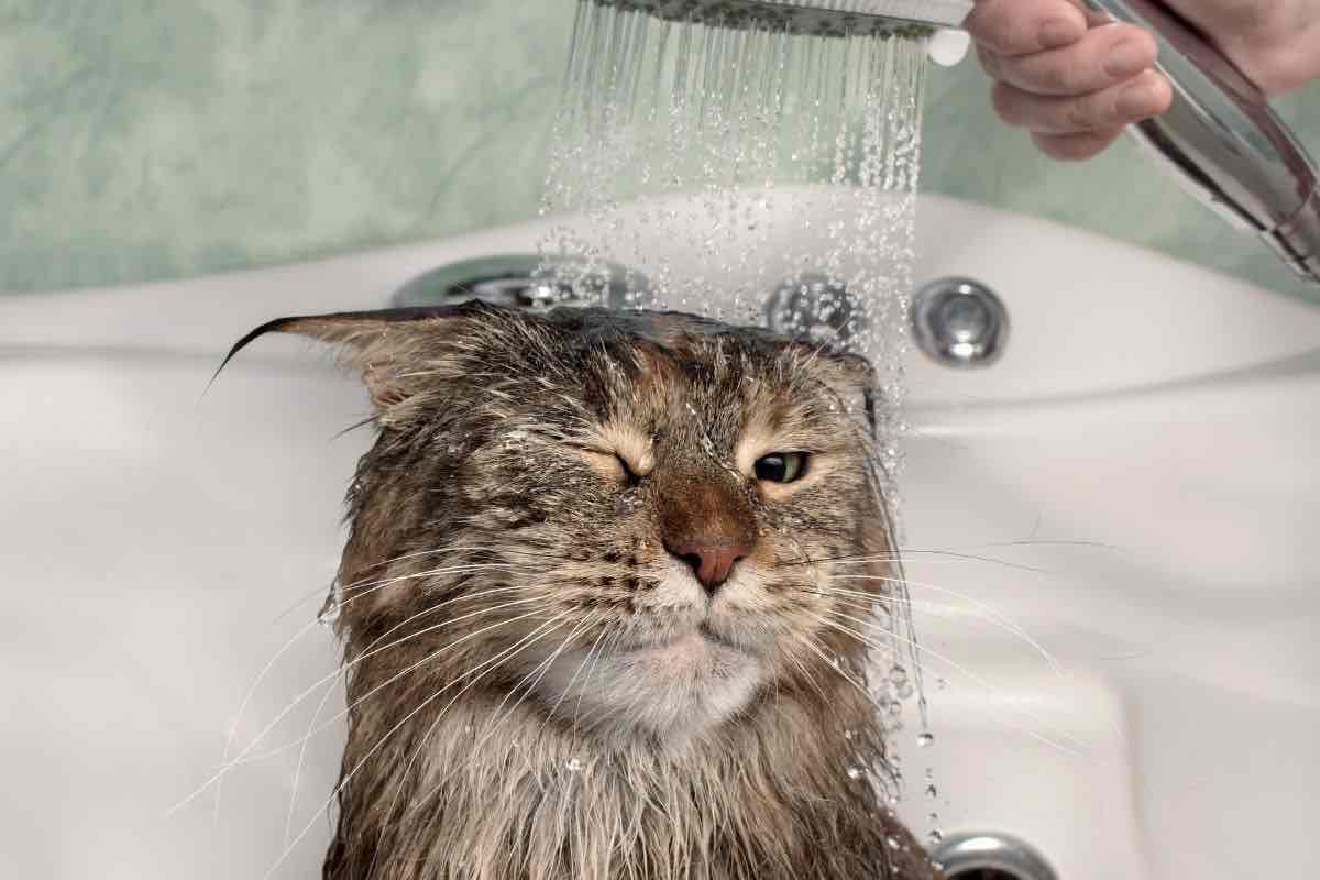 Gatto sotto la doccia