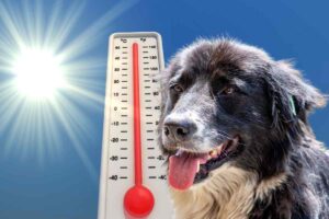 Cane termometro e sole