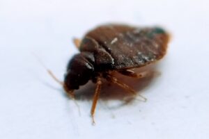 cimice