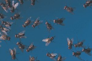 mosche su sfondo azzurro