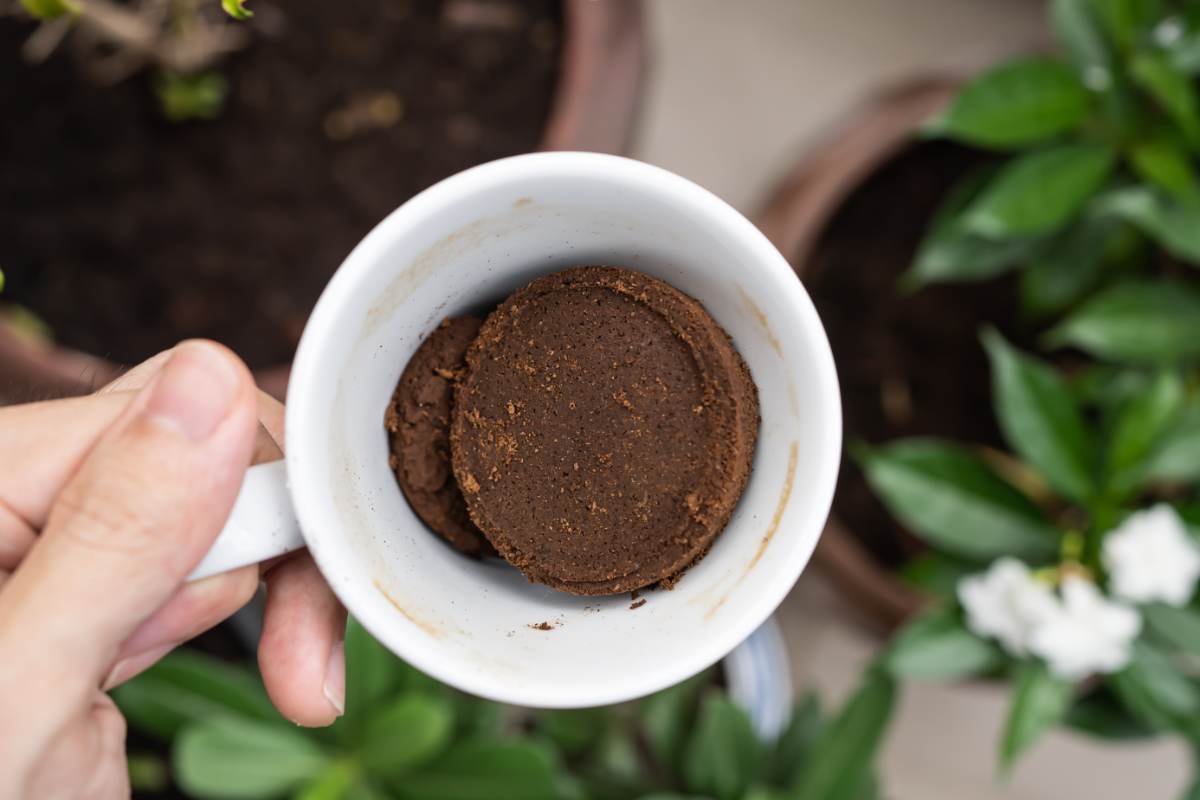 Giardino da sogno con i fondi di caffè: 10 fiori che prosperano con questo ingrediente a costo zero