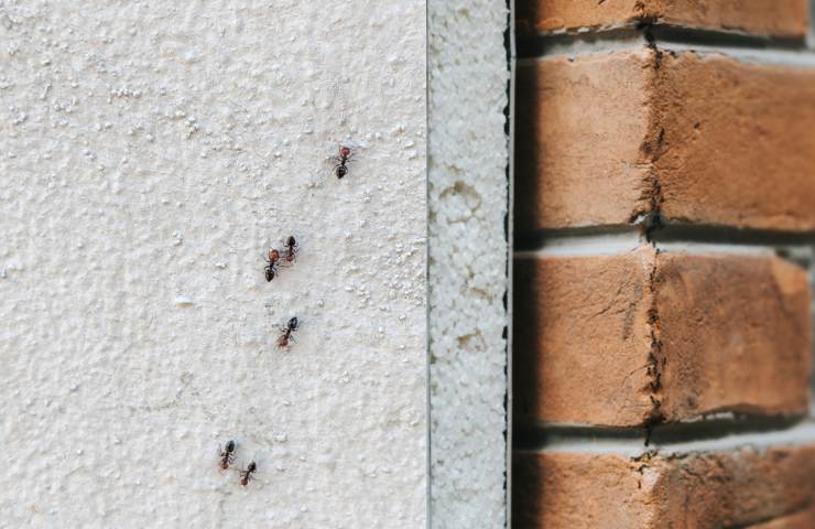 formiche sul muro