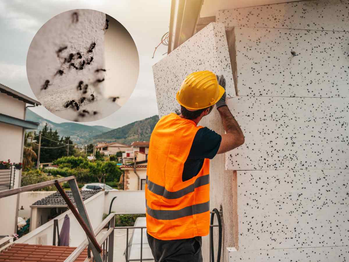 Formiche nel cappotto termico? Ecco cosa fare per agire subito ed evitare danni piuttosto ingenti