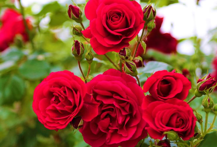 pianta di rose fiorita