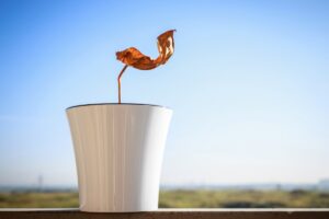 pianta secca in vaso