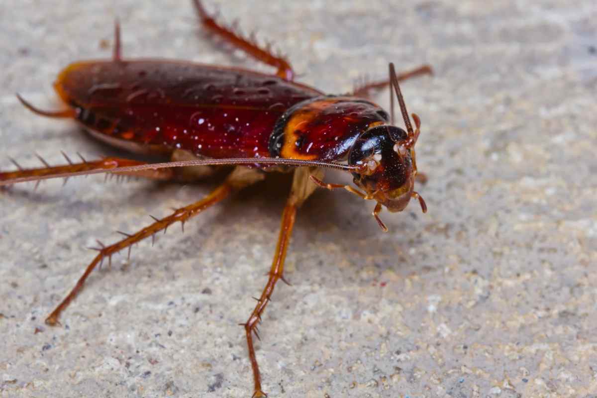 Blatta arancione sul pavimento