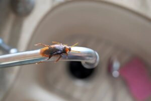 Blatta sul rubinetto del lavandino
