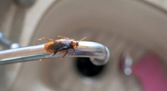 Le blatte hanno preso di mira il tuo appartamento? Ecco perché succede: con questi rimedi naturali te ne liberi in un lampo