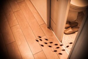 scarafaggi che entrano in un bagno