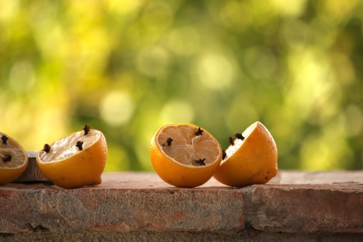 limoni a metà con chiodi di garofano
