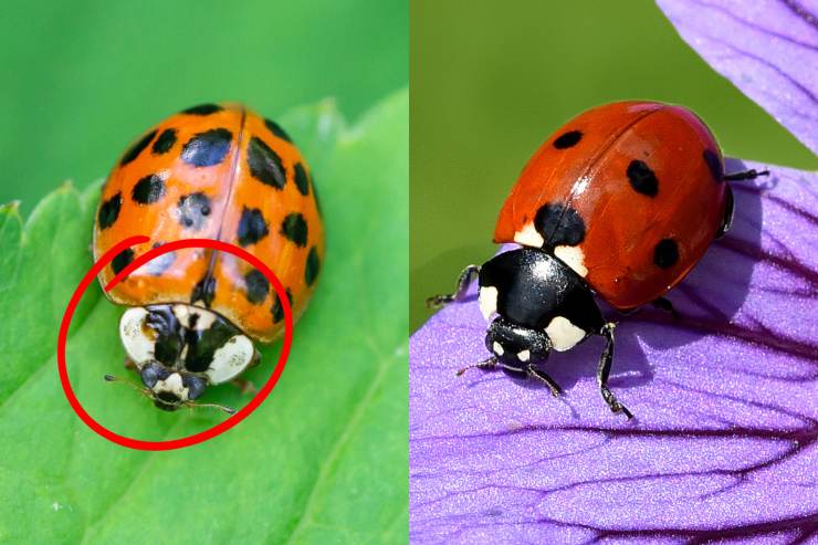 Collage coccinella europea e coccinella asiatica a confronto