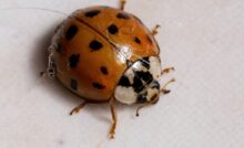 Lady beetle, coccinella asiatica