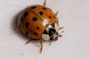 Lady beetle, coccinella asiatica