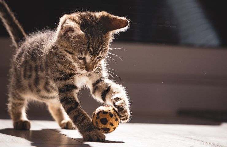 Gatto