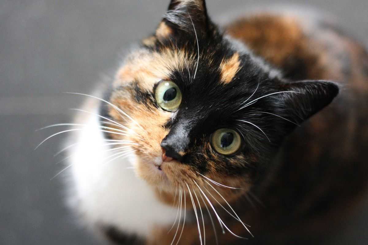 Se hai un gatto vai da NaturaSì: sta vendendo questo prodotto speciale, è un toccasana vero