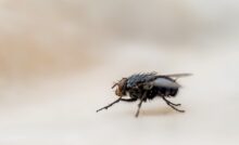 Mosca poggiata su un tavolo