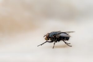 Mosca poggiata su un tavolo