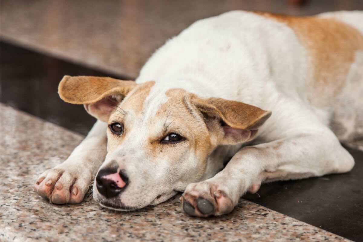 Cane triste sdraiato sul pavimento