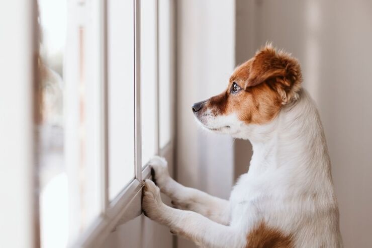 Cane guarda fuori dalla finestra