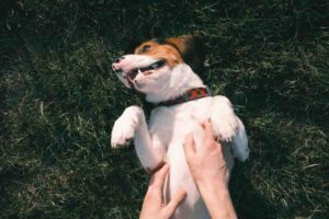Cane sul prato sdraiato a pancia in su