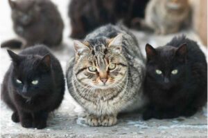 Gatti