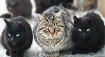 Non ami i gatti? È molto più comune di ciò che credi e rivela molto della tua personalità