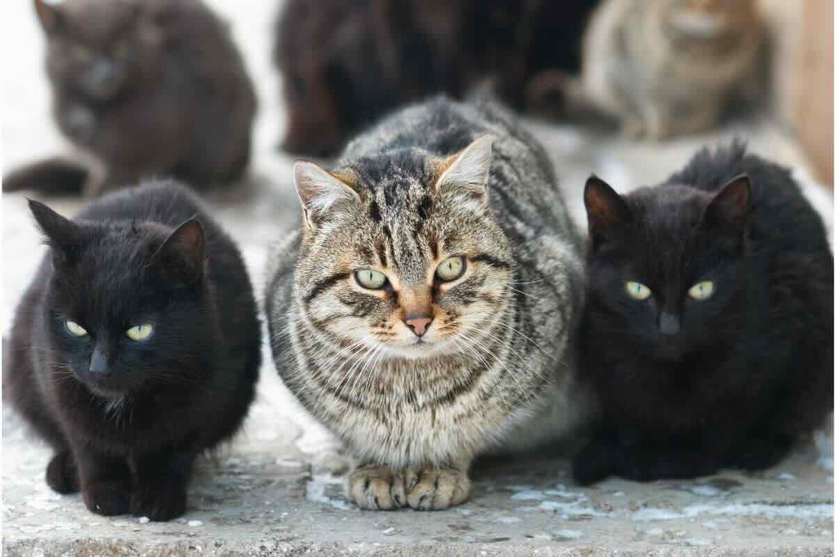 Non ami i gatti? È molto più comune di ciò che credi e rivela molto della tua personalità