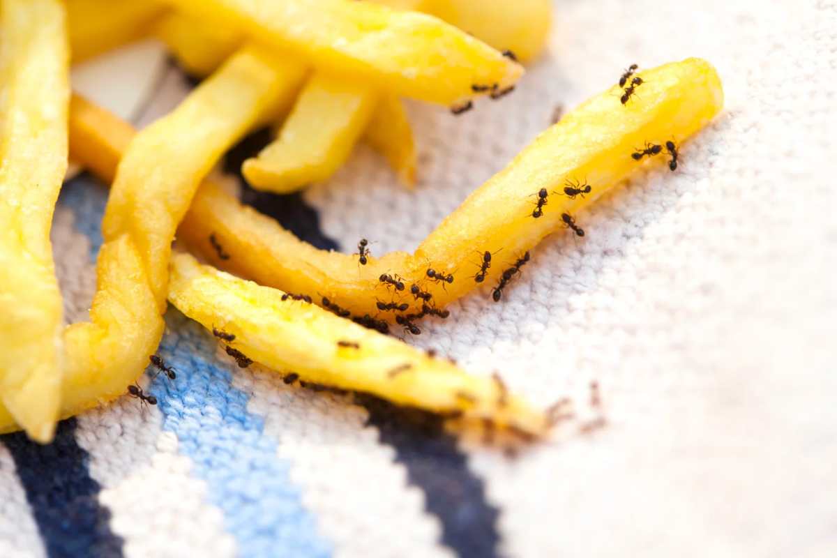 Formiche su patatine fritte