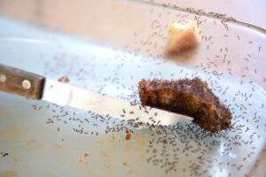 Formiche su cibo e coltello