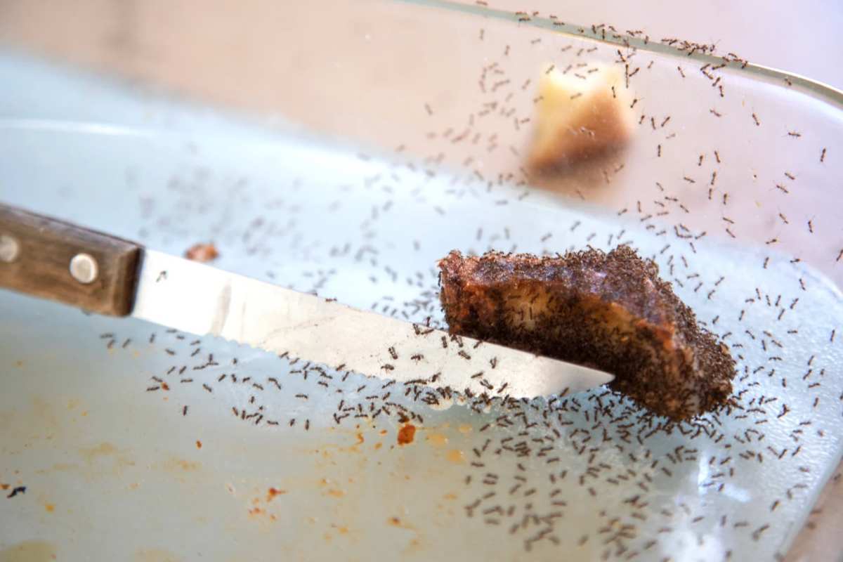Formiche su cibo e coltello