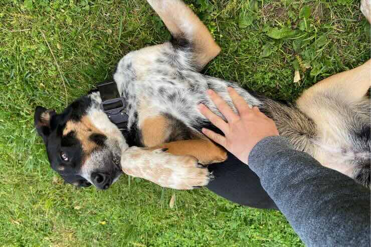 Cane sdraiato a pancia in su sul prato, mano sulla pancia