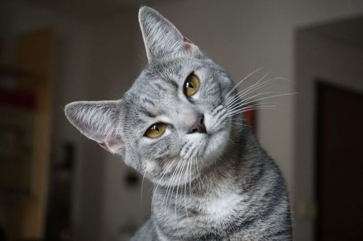 Gatto