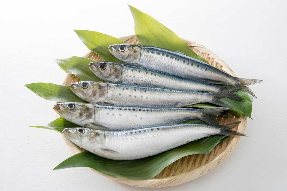 Sardine