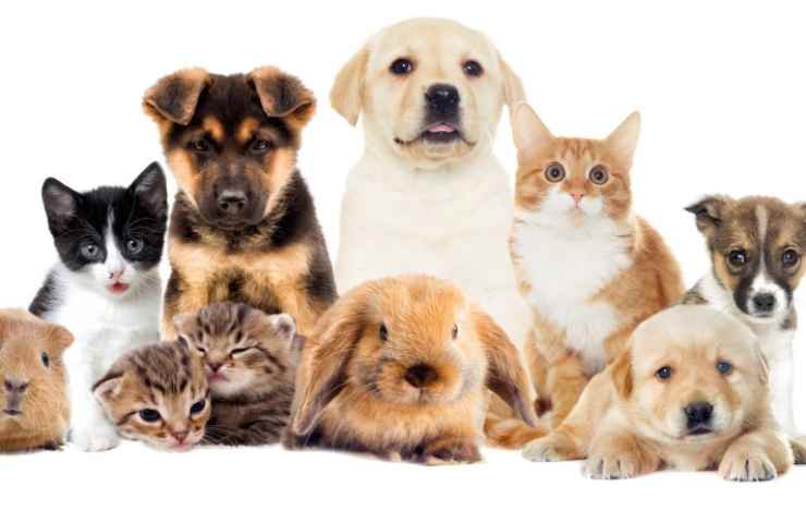 Hai un animale domestico? Per te arriva il Bonus 2025!